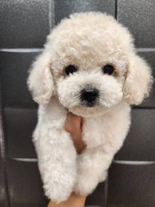 Tiny Bichon Frise 