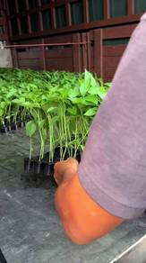 Benih cili kampung 104 per tray