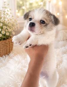 Corgi