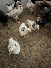 Anak ayam light Sussex untuk dijual