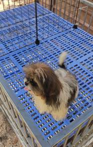 Shih tzu