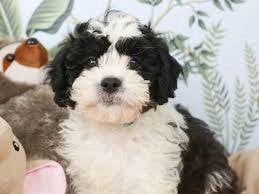 G6045 Rumbly Shihpoo / Fluffy / Teddy Face / Compa