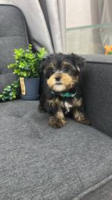 Pure Breed Yorkshire Terrier (Male) 纯种约克夏 男生