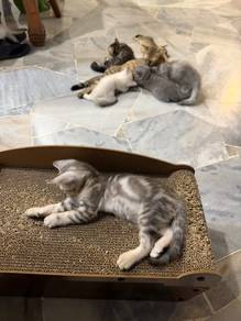 tabby bsh kitten british shorthair