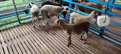 anak kambing/biri-biri damara