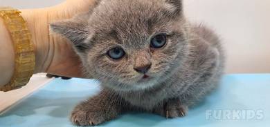 British Shorthair