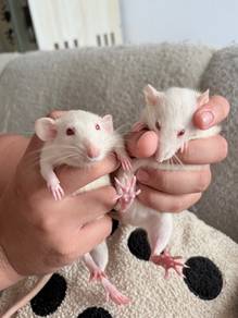 Dumbo Rats