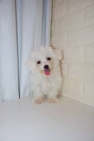 J0805 Maltese Sweet Face Puppy
