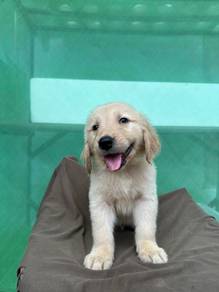 Golden Rettiver puppies 3