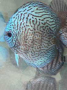 discus