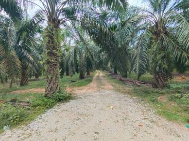 Agricultural Land in Gurun, KDH
