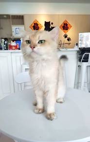 British Long Hair BLH Golden Male