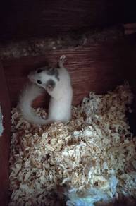 Dormouse Sepasang High Pied 