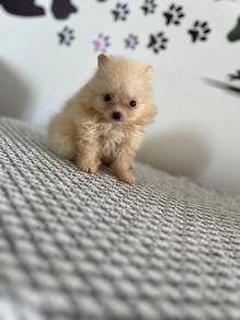 Mini Pomeranian 23