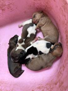 Dachshund puppies (腊肠狗）