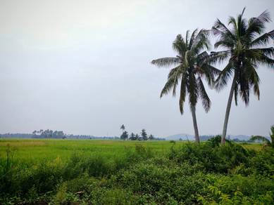 Agricultural Land in Kuala Muda, KDH