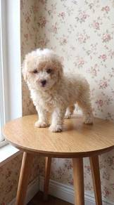 Toy Poodle Puppy 2 months