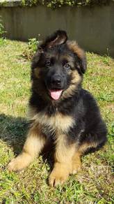 LER9211 German Shepherd black tan haired puppies