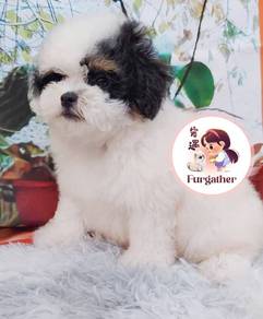 Maltipoo