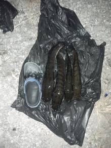 ikan haruan hidup 