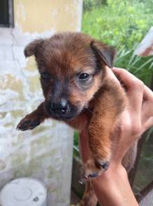 Mix Belgian 2