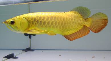 Arowana 24k golden crossback 13 inch-wholesale
