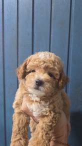 toy Poodle 
