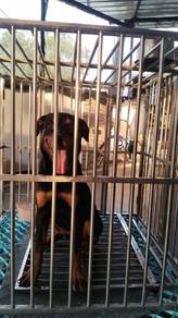 dog