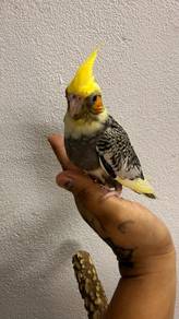 Burung cockatiel Jinak 