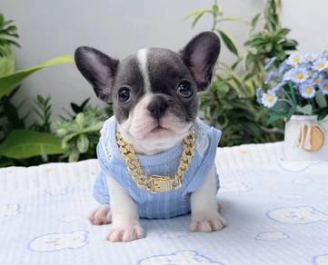 FRENCH BULLDOG PUPPIES 🌻VIP52 Girl -  Blue Pied