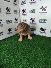 Miniature Dachshund dapple color