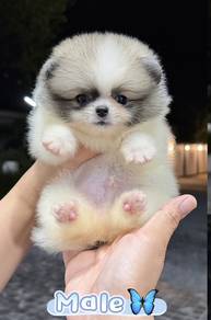 Pomeranian Super Tiny Female Puppy