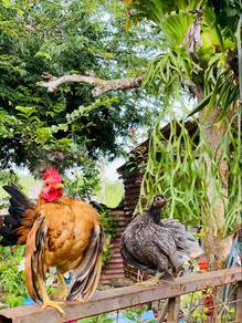 ayam serama