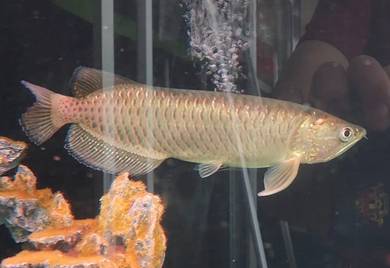 Golden Pearl Arowana Fish