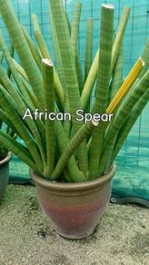 AFRICAN SPEAR Sale
