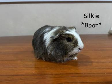 guinea pig