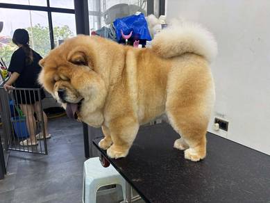 Chow Chow