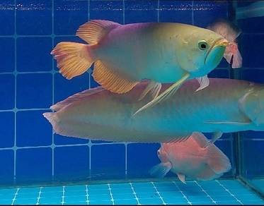 arowana and free oscar