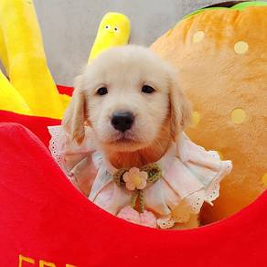 Golden Retriever