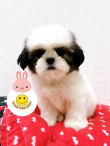 SS5000 Shih Tzu beautiful short legs puppies
