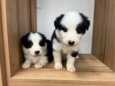 Border collie MKA PUPPIES