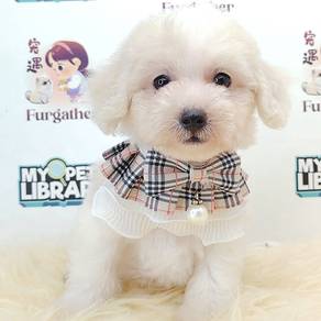 Maltipoo