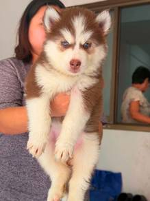 Wooly husky