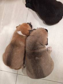 CUTE PUPPIES FOR ADOPTION Free vaccines