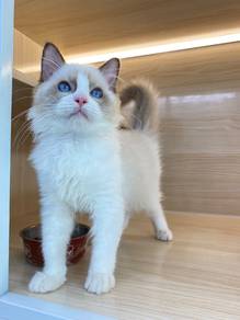 ragdoll