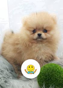 GE_993322 PRETTY Pomeranian puppies
