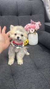 TeaCup female Pomeranian Puppy