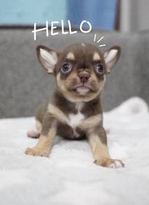 CHIHUAHUA PUPPIES CH282🌷 Head Apple Female