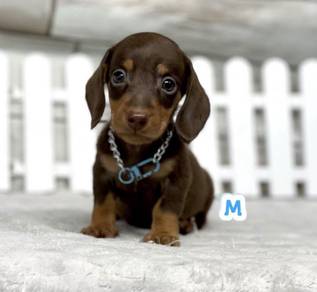 MINIATURE DACHSHUND Puppies 108 🐻 Adorable Puppy
