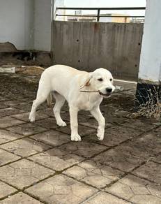 Labrador Retriever